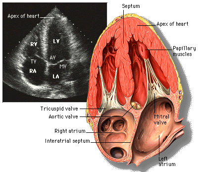 Apical 4 chamber view.gif