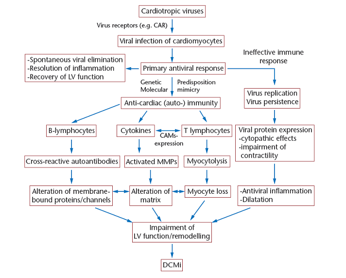 Cardiac injury myocarditis.png