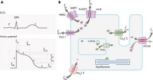 Genetics cardiac arrhythmias.jpg