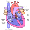 Free Free Heart Valve Svg 787 SVG PNG EPS DXF File