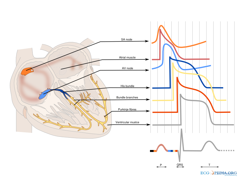 The different shapes of the cardiac action potential in the heart.