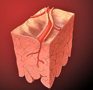 Heart coronary artery.jpg