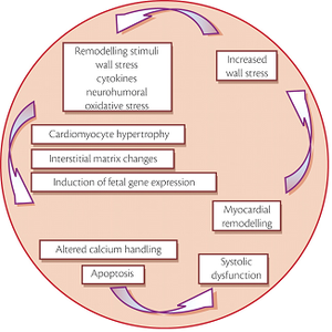 Process of cardiac remodelling.png