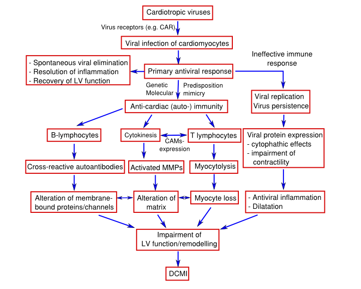 Cardiac injury myocarditis.svg