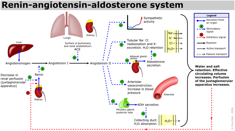 File:Renin-angiotensin-aldosterone system.png