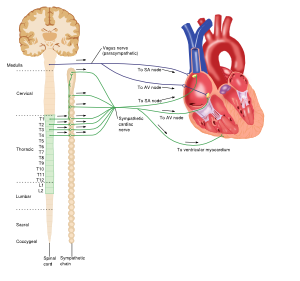 Sympathic parasympathic.svg