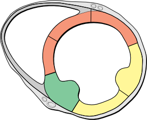 Heart short axis myocardial segments.svg